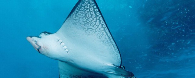 魔鬼鱼和鳐鱼的区别简单介绍(鳐鱼和魔鬼鱼是一种鱼吗)