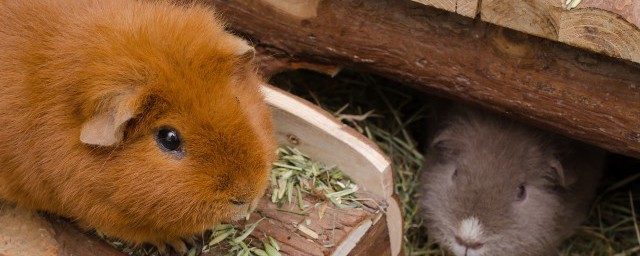 仓鼠生了崽后的需要注意些什么(仓鼠生崽了该怎么照顾)