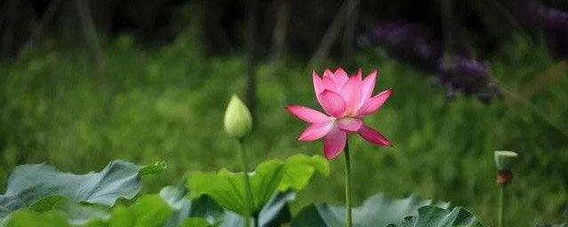 什么花是东营市花(营口市花是什么)