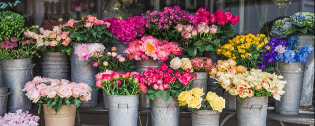 好养又有益于身体健康的盆裁有哪些(覆盆子有什么作用)