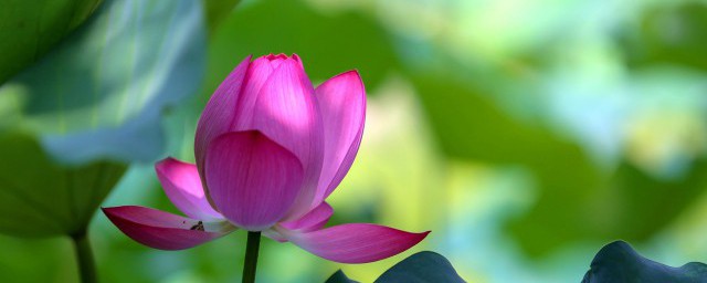 九江市花(九江市花是什么花啊)