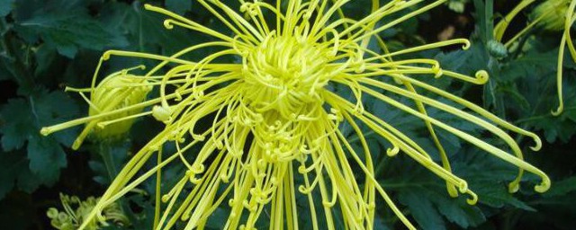 湘潭市花是啥(湘乡市的市花是什么)