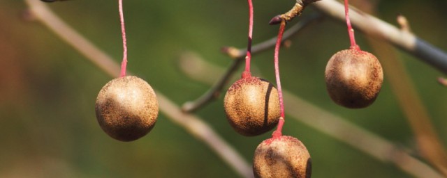 珙桐果有何功效(珙桐树果子有什么用处)