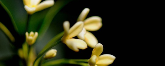 日照的市花(日照市花店)