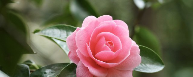 什么花是贵港市花(贵港市市花)