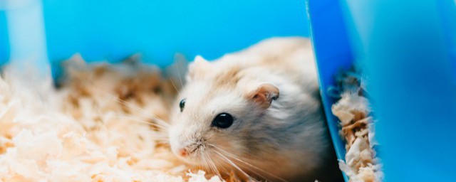 仓鼠抽搐抢救怎么解决(仓鼠一直抽搐是怎么了)