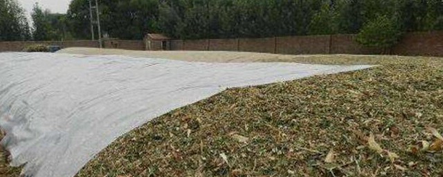 青储玉米如何制作(青储玉米秸秆饲料的制作方法)