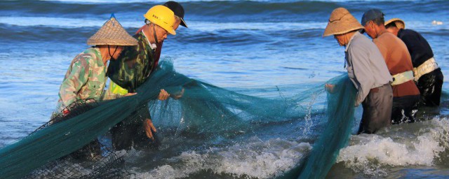 草鱼和鲤鱼有什么分别吗(鲤鱼跟草鱼有什么区别)