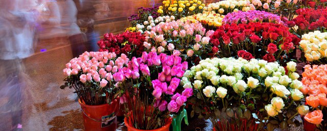 花开放的时间有些什么花(花开的时间有哪些花)