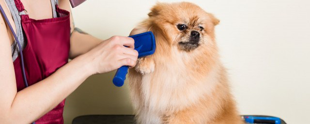 萨摩耶剃毛的注意事项(萨摩耶幼犬需要剃毛吗)