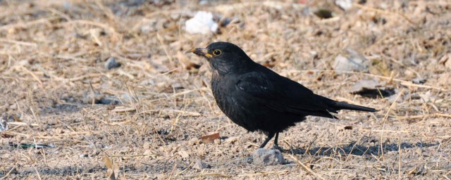 八哥叫声特别小是为什么(八哥为什么一直小声叫)