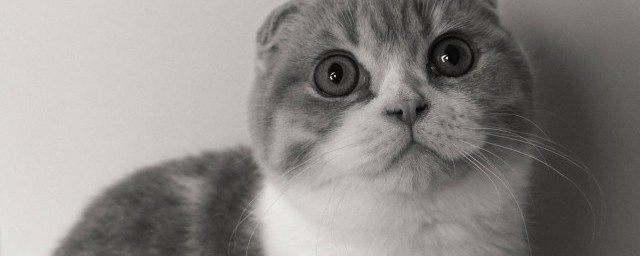 长毛狸花猫品种的介绍(狸花是什么品种猫)