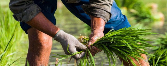 哪些动物保护禾苗(除了青蛙还有什么动物保护禾苗)