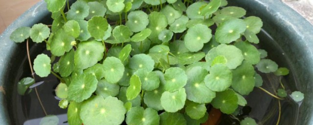 铜钱草的功效与作用是什么(铜钱草的作用有哪些)