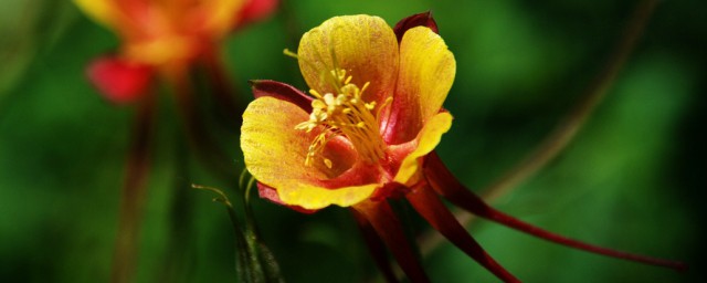 哪些花是西宁市花(丁香花是西宁的市花)