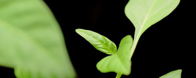 与碧相关的词语有哪些(碧是名词还是形容词)