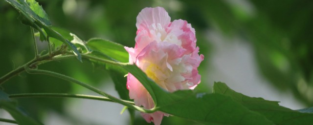 成都市花介绍(成都市花叫什么名字)