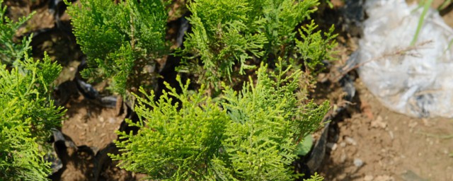 墓地塔柏一般栽几棵(坟后种塔柏要种几棵)