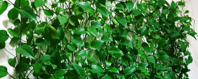 家庭绿萝墙的制作方法介绍(绿萝装饰墙图)