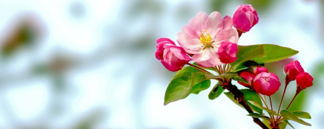 西府海棠有什么好处(西府海棠介绍及西府海棠的用途)