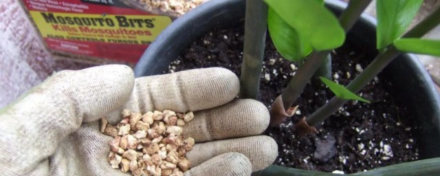 小黑飞根除绝招(小黑飞根除绝招大蒜)