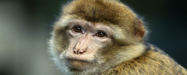 五湖四海打一肖是什么动物