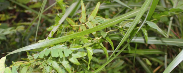兔耳草作用(中草药兔耳草功效图片)