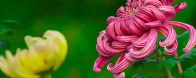 菊之爱的之释义(菊之爱中的之是什么用法)