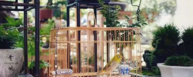 室内养鸟的注意事项(家养鸟注意什么)