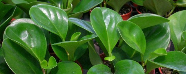 荷叶椒草如何养殖(圆叶椒草的养殖)