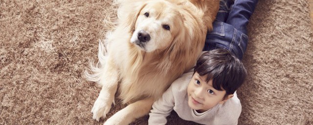 养金毛幼犬的注意事项(养金毛幼犬需要注意什么)