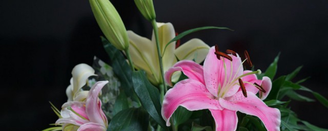 百合花不能乱送的原因(送百合花的禁忌)