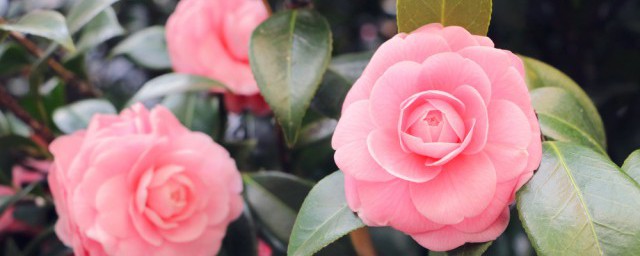 玉树花是什么花(玉树花又叫什么名字)