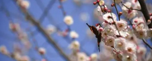 春的读法(春的拼音及读法)