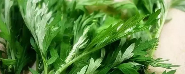 艾草的作用是什么(中药艾草的作用是什么)