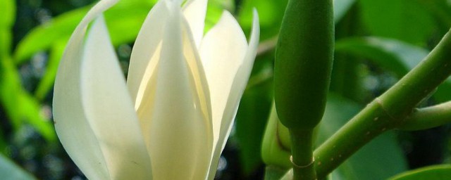 家里不能养白兰花的原因(家庭养白兰花注意什么)