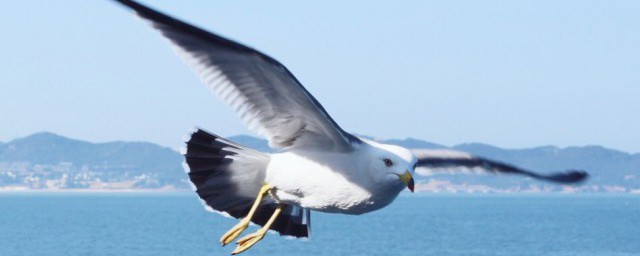 地球清洁工有什么动物(地球清洁工还有哪些动物呢)