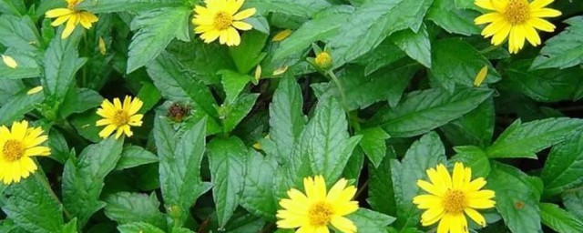 关于蟛蜞菊的功效与作用(蟛蜞菊的药用价值)