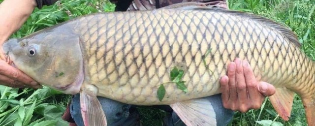 关于鲤鱼和草鱼的区别(草鱼跟鲤鱼的区别)
