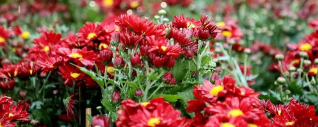 关于常德市花(常德市市花是什么花)