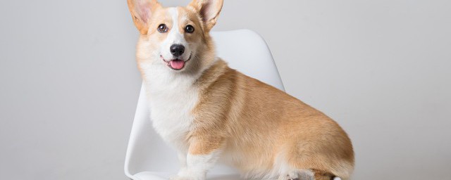 全价狗粮的意思是(啥叫全价狗粮)