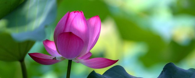 关于济宁市花(济宁市花叫什么名字)