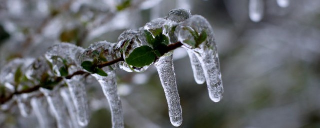 冰封的心简单介绍(冰封的心脏)