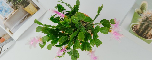 蟹爪兰的摆放方位介绍(蟹爪兰的风水作用及其摆放方法)