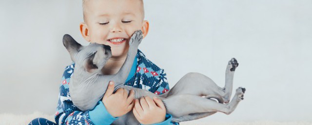 猫应该怎么抱(猫应该怎么抱起来)