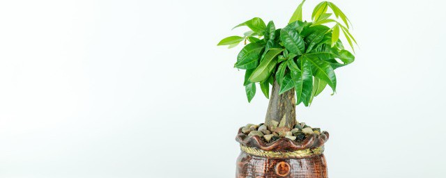 镇宅的植物(镇宅的植物有哪些)