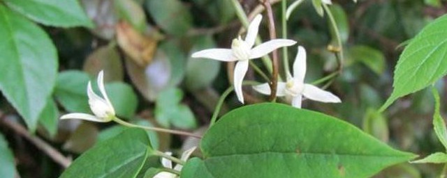 威灵仙藤的功效与作用有什么(鸡血藤威灵仙的功效与作用)