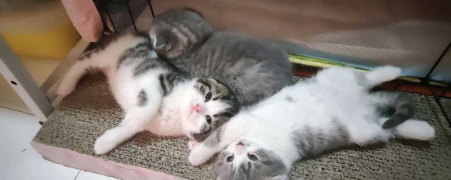 刚生下来的小猫需要注意事项(小猫出生后注意事项)