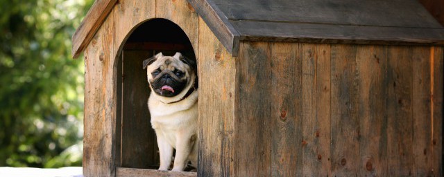 窠巢造句(窠巢造句子简单)