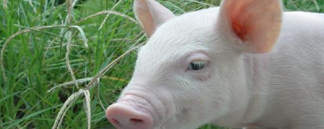 酵母怎么喂猪的正确方法(用发酵料喂母猪可以吗)